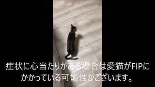 FIP|仙台市で猫の伝染性腹膜炎の治療|長町南動物病院