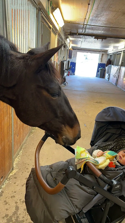 Horse pulls faces to make baby laugh 🤣 (🎥: ViralHog)