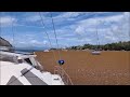 Sargasses en Guadeloupe