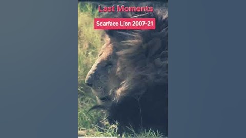 Thumbnail of #Scarface #lion #song #music #king