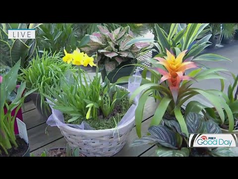 Video: Plants For Quarantine Blues – Modalități naturale de a învinge febra cabinei