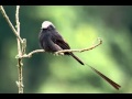 Yetapá Negro o Mosquero Colilargo Cantando Sonido para Llamar El Mejor