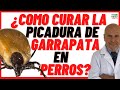 🟢  ¿Como curar la PICADURA DE GARRAPATA en PERROS? 🟢 y las HERIDAS DE GARRAPATAS, Con MIEL.