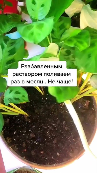 Подкормка для цветов - YouTube