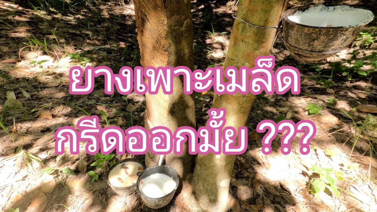 สวนยางEP.18 ยางเพาะเมล็ดกรีดออกมั้ย(Does the rubber seed cut off a lot of latex?)
