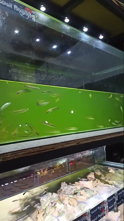 Channa yellow sentarum 6ribuan #updatestock #ikan #channa #yellowsentarum #kawaiiaquatic