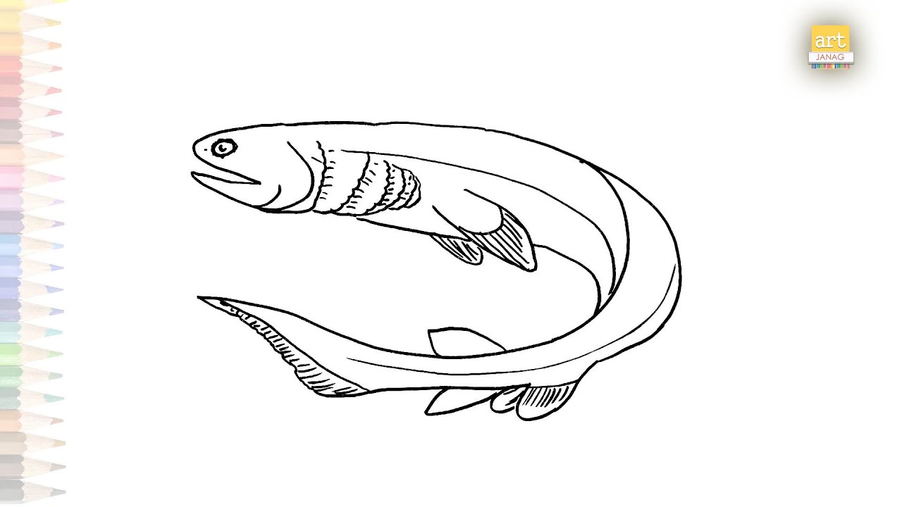 Frilled Shark drawing | Shark drawing videos | How to draw Frilled ...