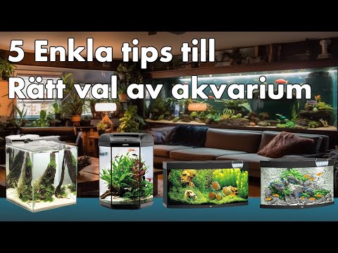 Video: Art att se upp när du väljer fisk till ditt nya akvarium