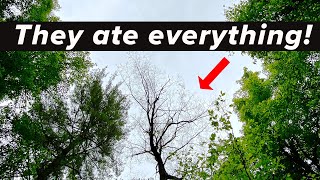 Are We Going to Lose our Trees?