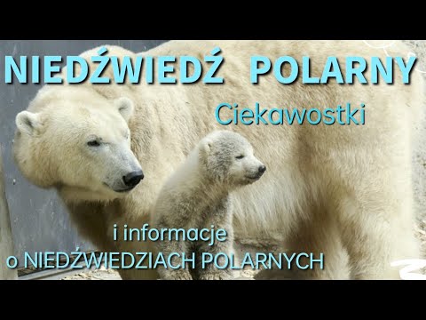 Jak nazywa się grupa niedźwiedzi polarnych?