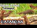 Berburu di sarangnya GARANGAN