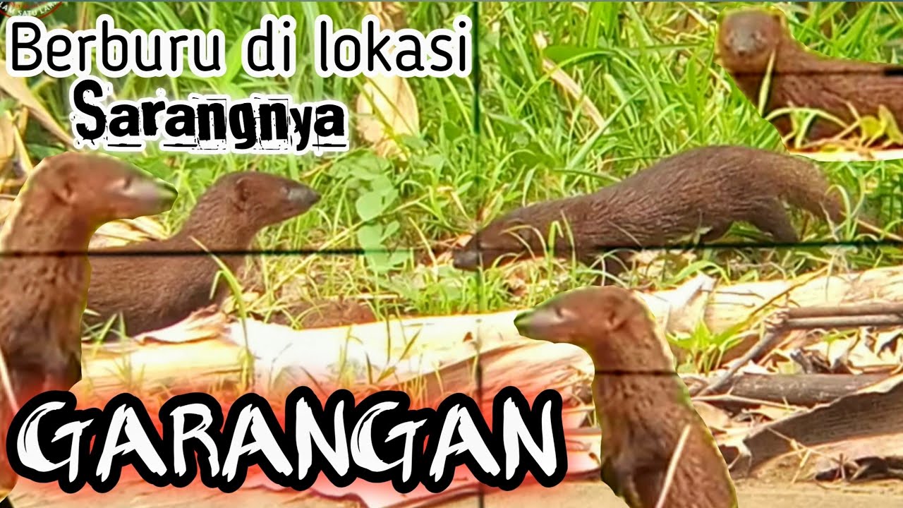 berburu-di-sarangnya-garangan-youtube