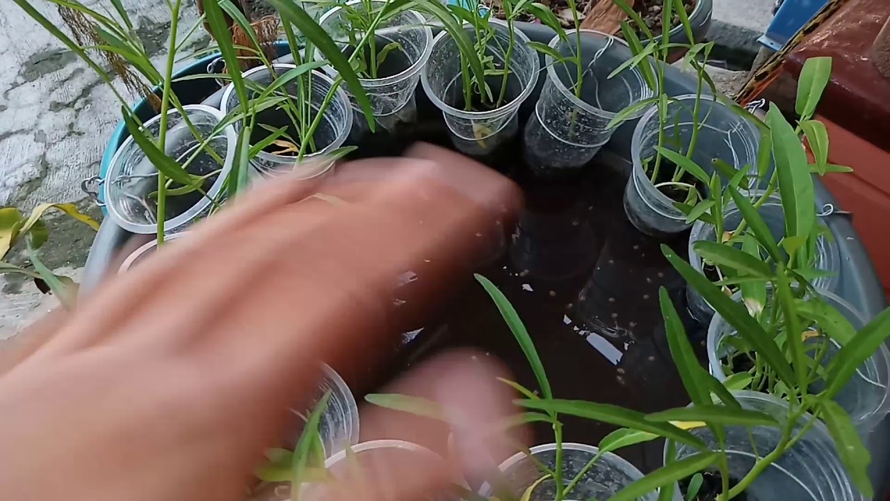 #lockdown #2020 BUDIKDAMBER IKAN LELE/PEMULA/MASIH BELAJAR 