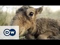 Einzigartig und kurios: die Saiga-Antilope | Projekt Zukunft