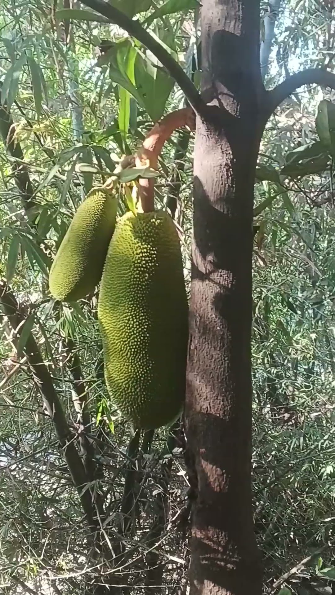 #nature #green #shorts #small