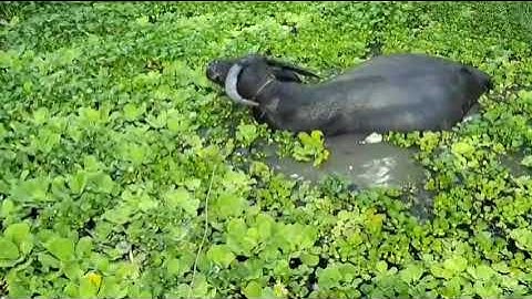 Hát lượn cọi kỷ niệm hồi chăn trâu gặp bạn