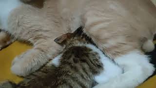 Kucing Jantan Nyusuin Bayi Kucing..? 1