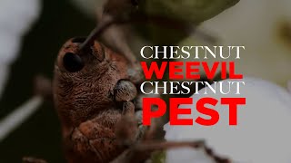 Chestnut Weevil, Chestnut Pest
