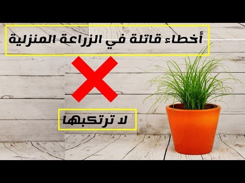 فيديو: كيفية زراعة الطماطم على الشرفة: نصائح وإرشادات