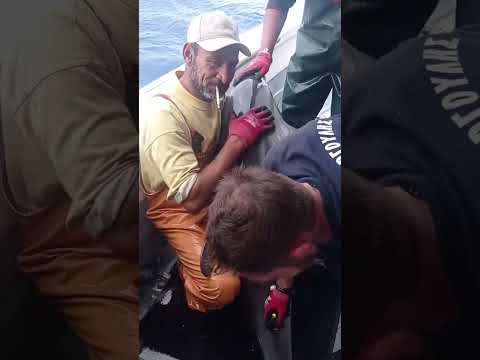 Καλύμνιος ψαράς απελευθερώνει ένα πανέμορφο δελφίνι, που παγιδεύτηκε στα παραγάδια του