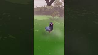 If John Wick was a Pigeon ... Deadliest Pigeon