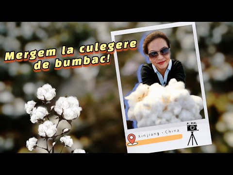 Video: Cum a schimbat egrenajul bumbacului agricultura din sud?