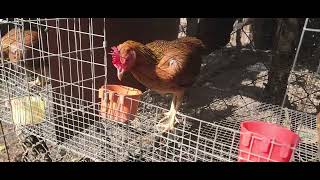 RECUERDE PREPARAR LAS GALLINA. REDY PARA GALLOS.