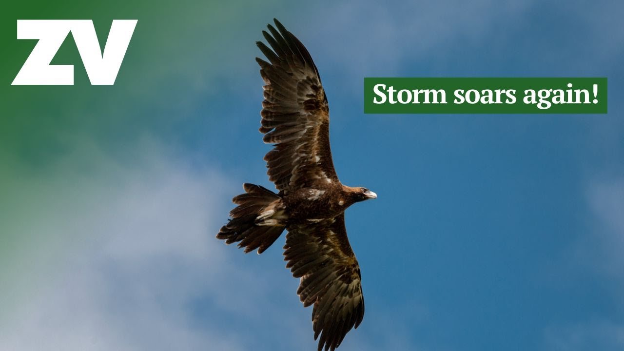 Storm the Wedge-tailed Eagle flies again! - YouTube
