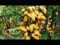 cocoa starting to bear fruit(okulima koko)