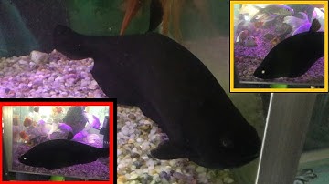 Độc Lạ | Cá Thác Lác Đột Biến Độc Nhất VN 100 Triệu Không Bán