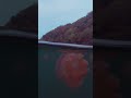 First split shot attempt #nature #underwater #jellyfish #halfandhalf #colorcorrection
