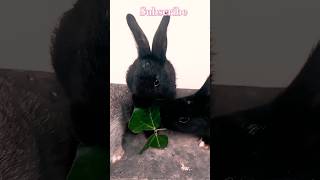Cute 🐇bunny 🐇♥️🌿🥬🐰