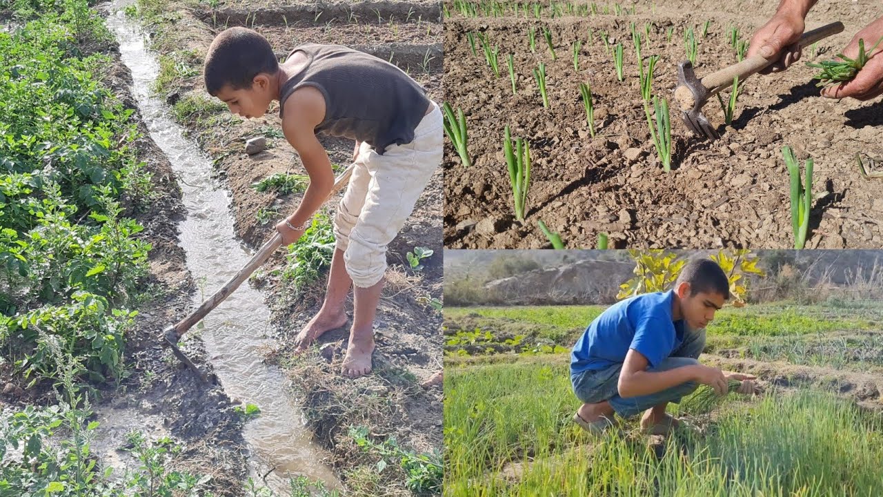 الفلاحة يزرعون البصل والمجهود مستمرة .. الريف إقليم الحسيمة 