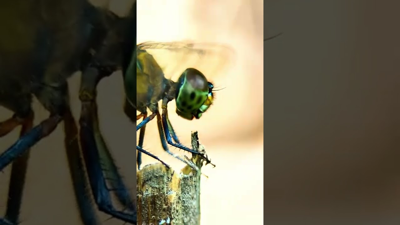 Dragonfly Macro Video With Google pixel 6 Pro