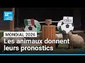 Coupe du monde 2026 : les animaux au Mexique donnent leurs pronostiques • FRANCE 24