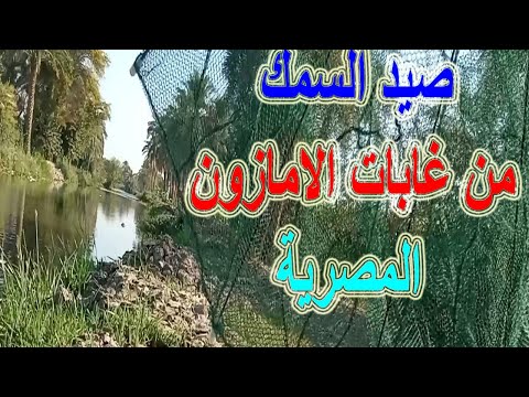 صيد السمك صيد سمك الراي بالشبكة والسنارة