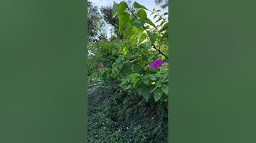 Đồi Cừu Đà Nẵng - Địa điểm check in hoàng hôn view biển siêu đẹp