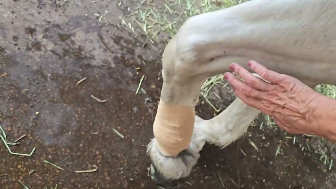 Play day with my Percheron horse Julie