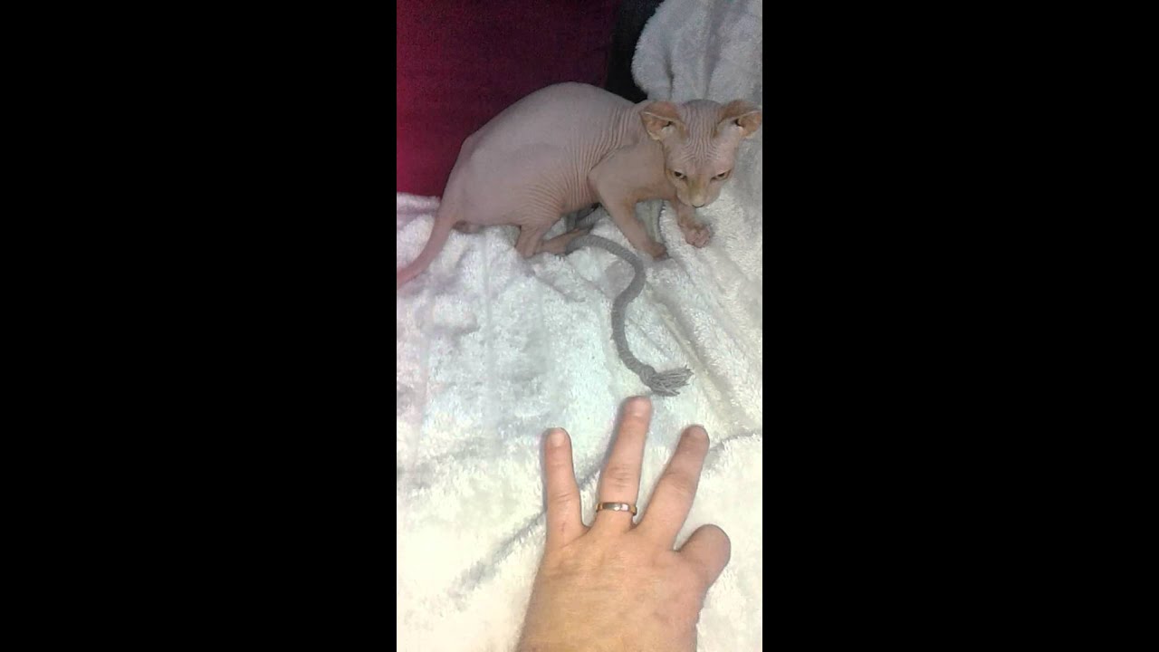 Kot Sphinx Toffi Zabawa Youtube