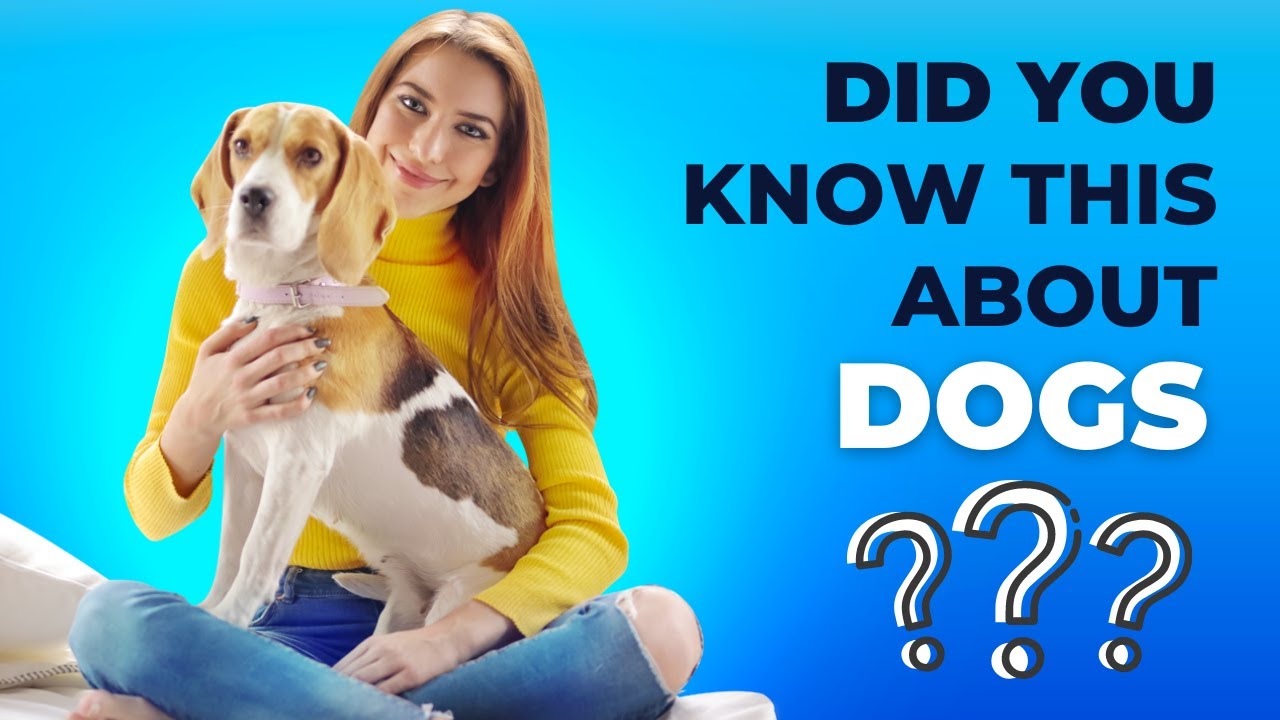 Fun dogs quiz! 🐶🐩🐶Test, intelligence, education! 