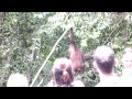 Orangutanentertainermov