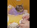 Healing a Sad Little Purr 😿💖 || #shorts #catlovers #petlovers #cute #emotional #petlovers #trending
