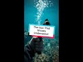 The Gun That Shoots Underwater!