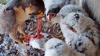 #66Falcon Nest❹Halcón peregrino Nido en DIRECTO | Museo de América (Cámara 42 | Madrid)