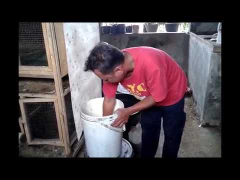 Cara Sukses Berternak Kambing & Ayam Tanpa Ngarit Tanpa Bau Di Kota