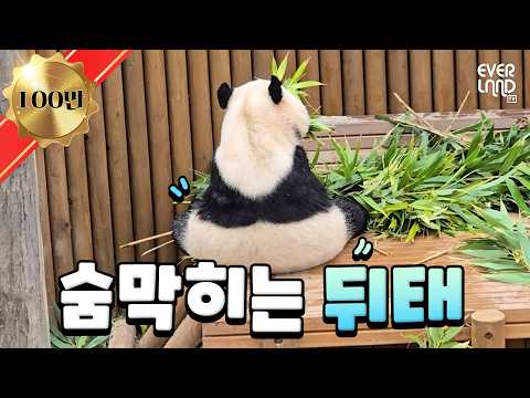 주먹밥이 대나무를 먹어요???｜#판다와쏭 #250