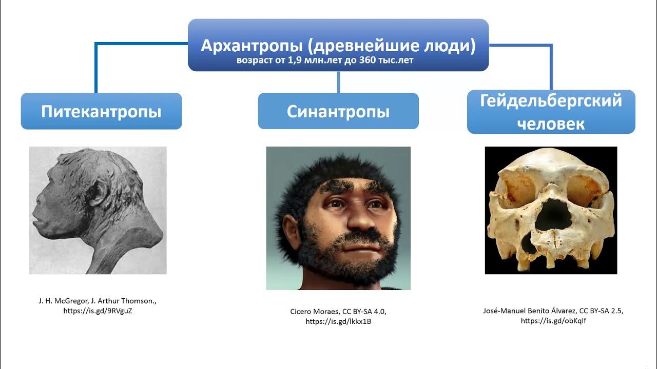 Объем мозга питекантропа. Древнейшие люди архантропы. Архантропы представители. Древнейшие люди архантропы представители. Стадия архантропов. Древнейшие люди.