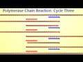 Polymerase chain reaction pcr