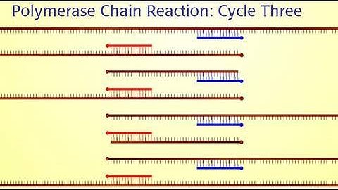 Polymerase Chain Reaction (PCR)
