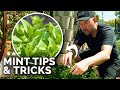 How to Grow TONS of Mint (And Not Let it Take Over)